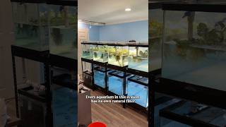 Creating NATURAL FILTERS for my goldfish breeder 3000