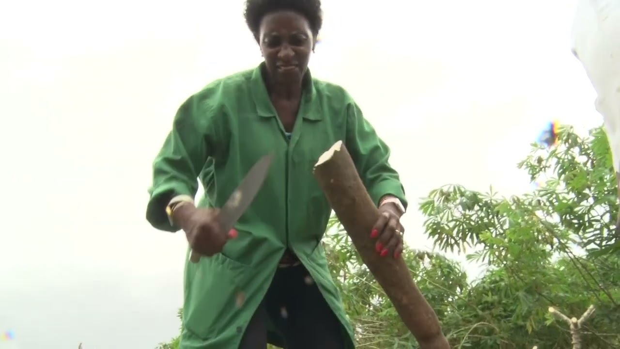 KingaKUU Cassava: The Science You Should Know