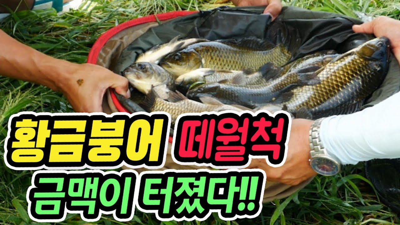 유구천 황금붕어 떼월척 금맥이 터졌다!! 임팩트있는 월척 마릿수 붕어낚시