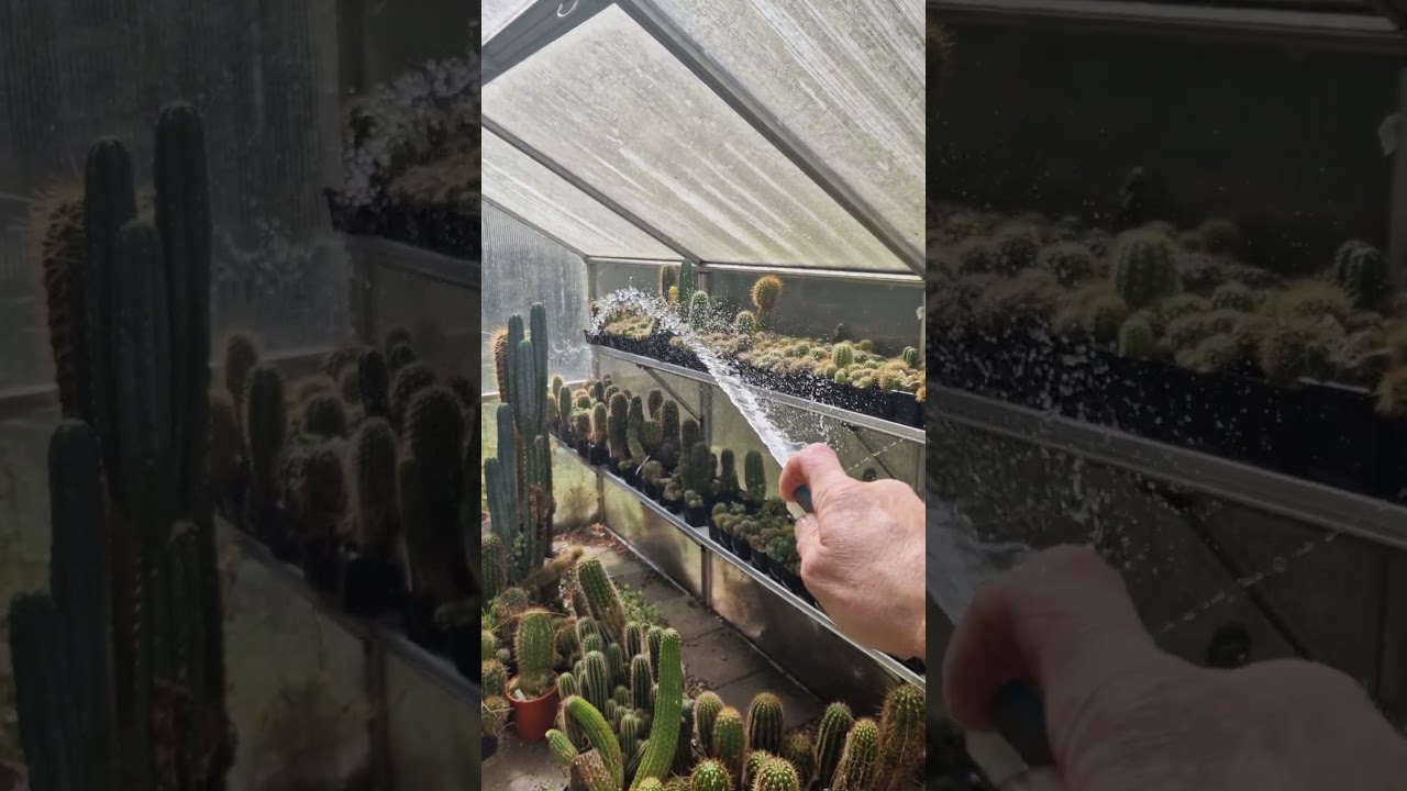 Watering the plants! 