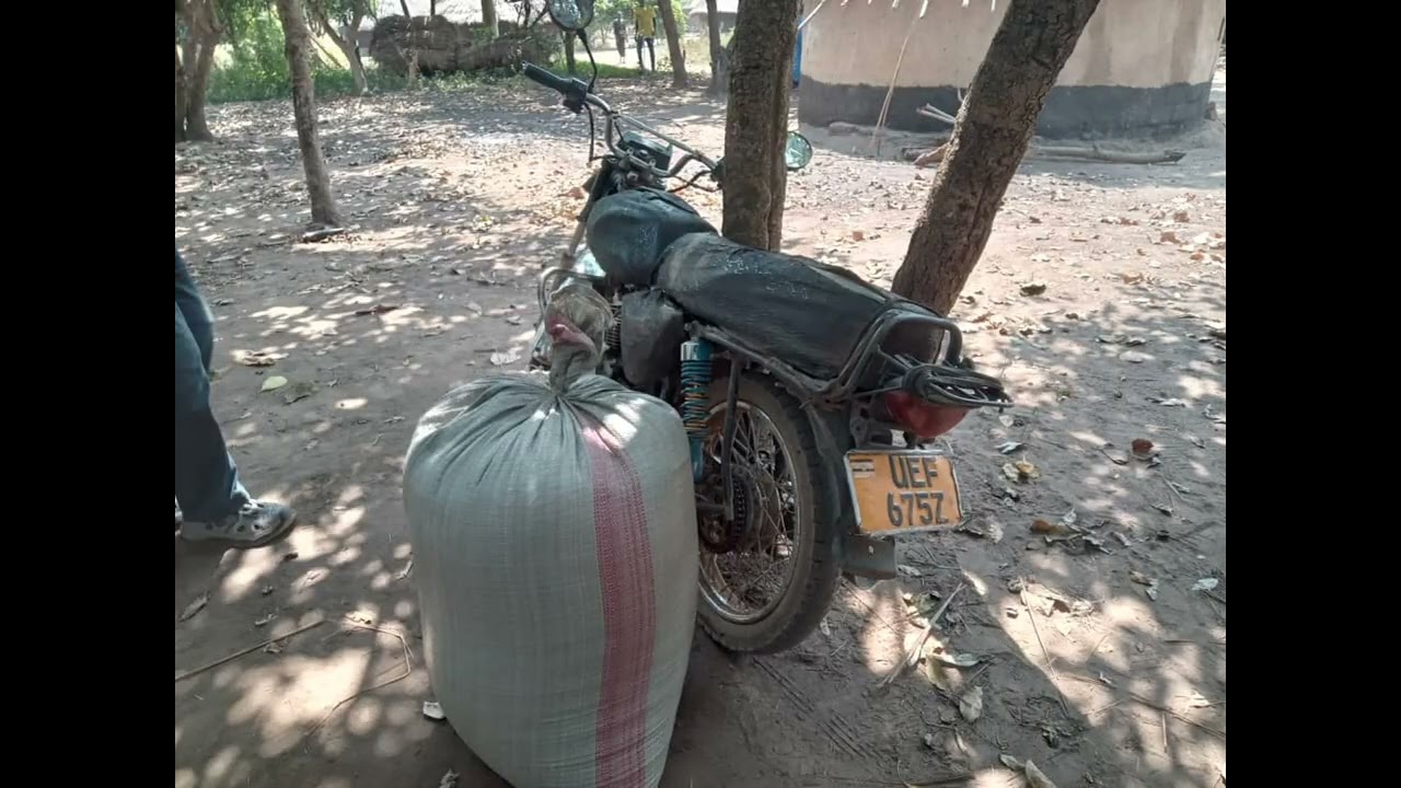 Community Shocked as Widow’s Simsim Stolen in Ogwari Amar Lakalac Koch Goma Sub-County 