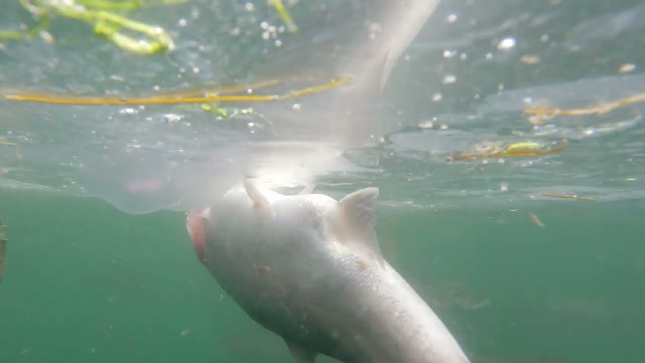 Jellyfish eating dead farmed fish in Loch Craignish?
