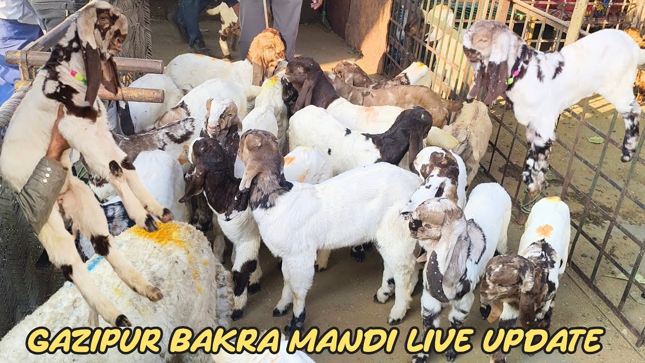 Gazipur Bakra Mandi live update 29/11/2025 delhi 
