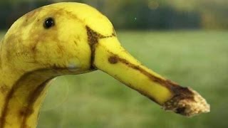 Dank Meme Compilation 05 (fresh and new memes!)