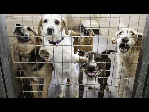 Pet Acoustics Rescue Initiative Releases Music Video to Inspire Animal Adoption