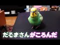 おしゃべりインコのくーちゃん【だるまさんがころんだ】