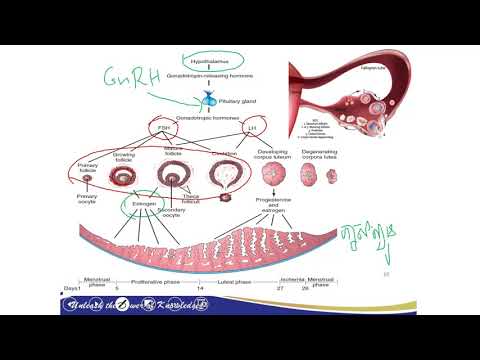 ដំណើរអូវុល វដ្តរដូវ Ovalation The Menstrual Cycle