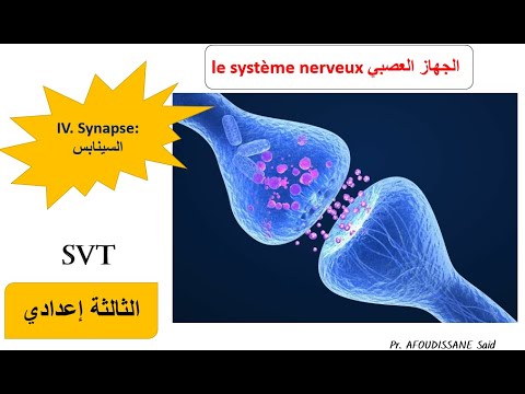 Synapse: السينابس