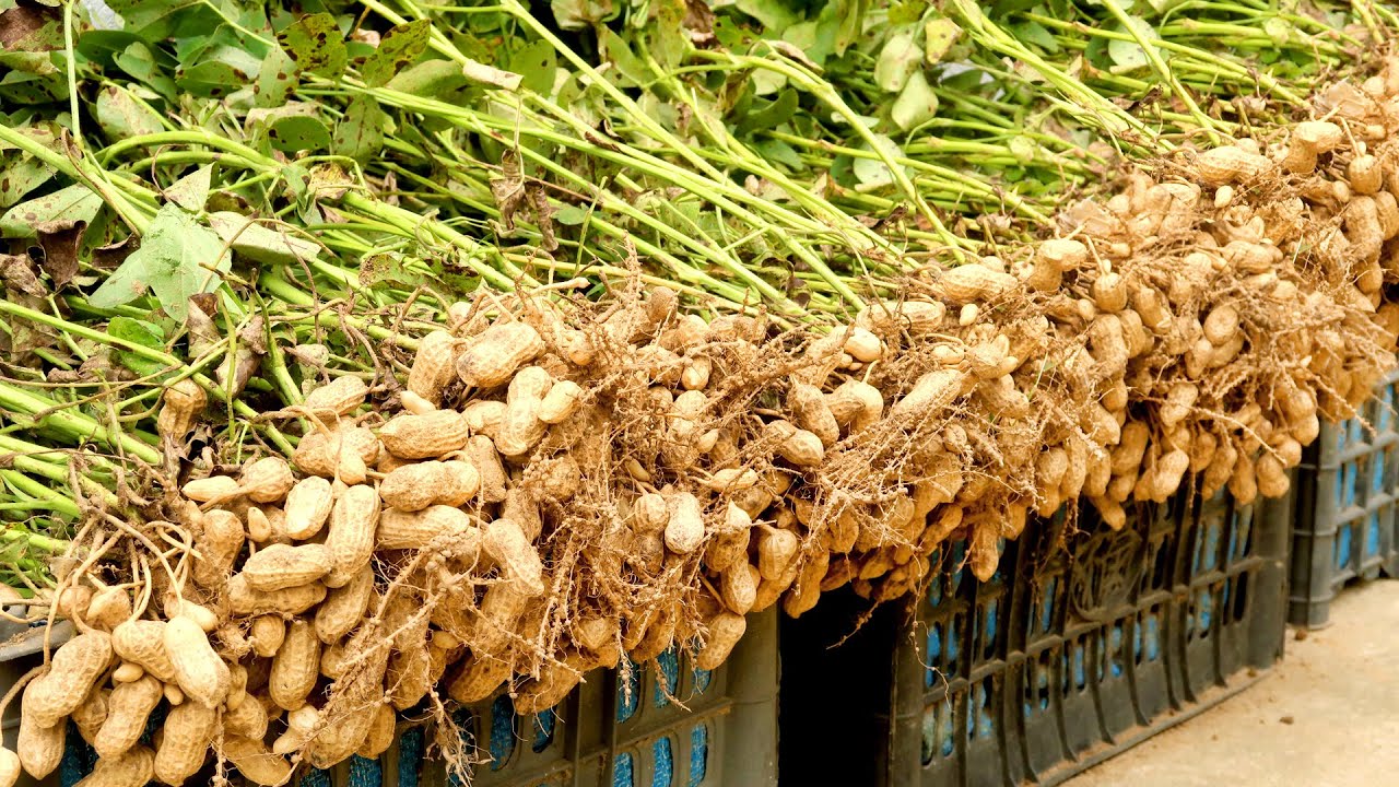 How To Grow Peanuts At Home With Many Tubers And High Yield YouTube How To Grow Peanuts At Home With Many Tubers And High Yield YouTube