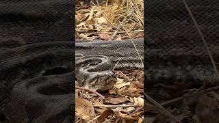 So close to this African Rock Python - in the cold weather they are not very active! 🐍🙌🏻 Profile