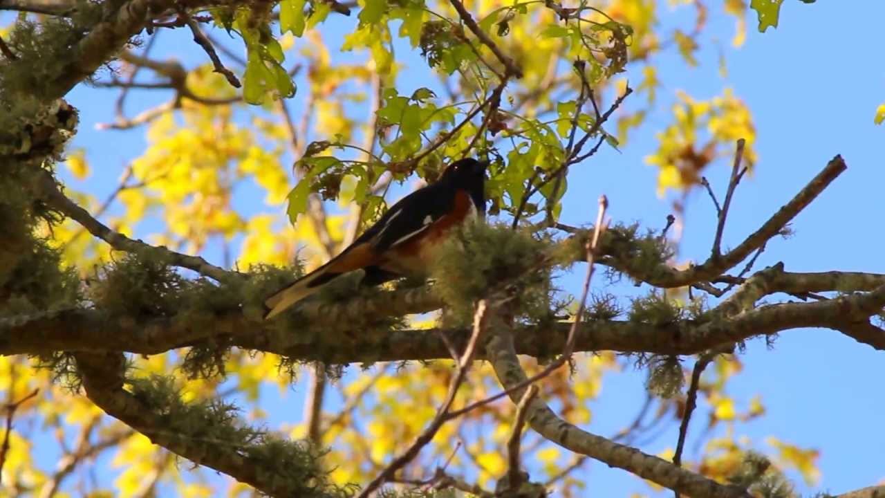 Eastern Towhee Singing