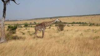 Grazing Giraffes