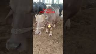 #forsale #buffalo #pregnant #tobateksingh #dairyfarm #milking #farming #cattlefarm