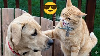 বিড়াল যখন এলাকার ডন 😎 || Funny Animals Video  |  Mayajaal | telling moments 