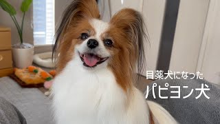 優秀な目薬犬に育ったおめめキラキラなパピヨン犬 #91