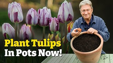 The Ultimate Container Bulb - How to Plant Tulips & Perfect Colour Combinations