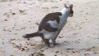 [Indonesia]Kucing Berak!!!