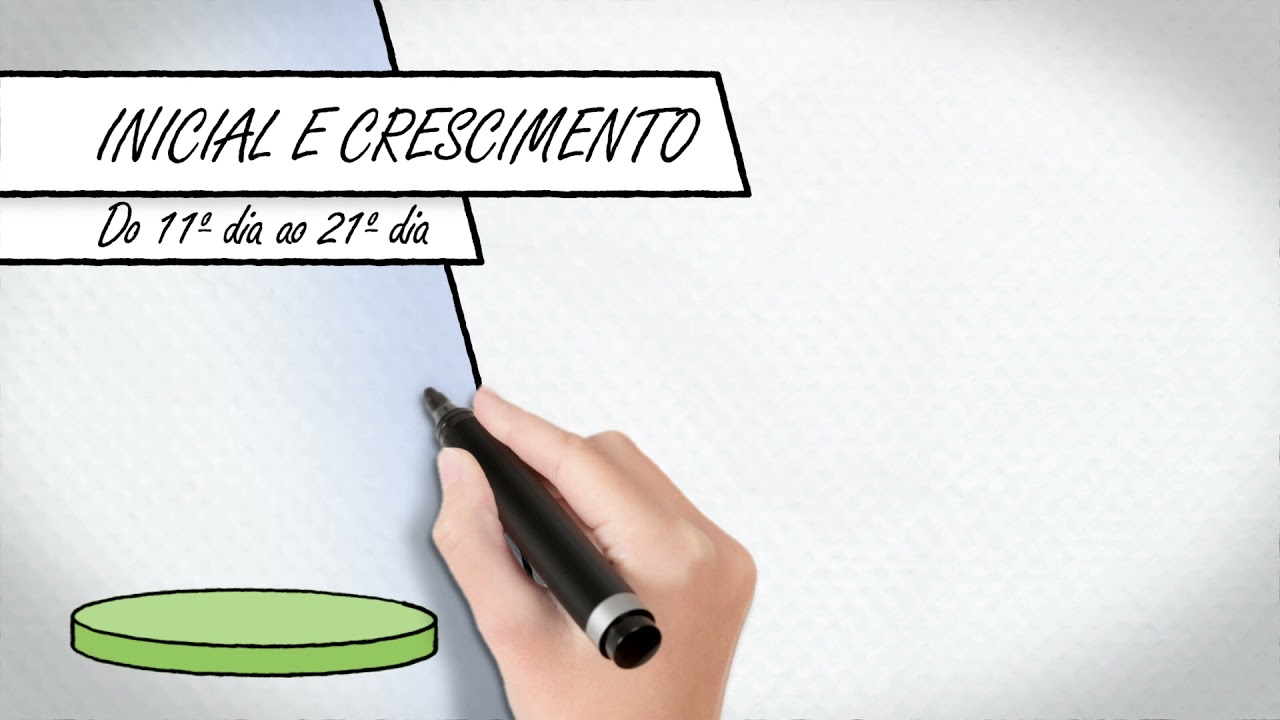 Aves de Corte - Nutrição por Idade / Fase