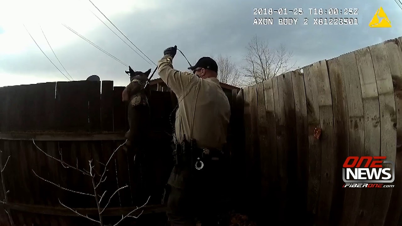 K9 Edo helps catches wanted felon hiding in shed in Moses Lake - YouTube
