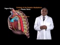 Funky Anatomy EXAM QUESTIONS Mediastinum