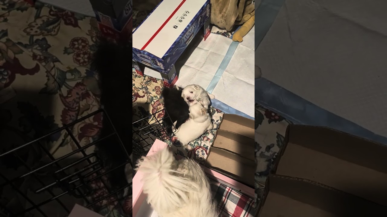 Niki puppies 1/10/26