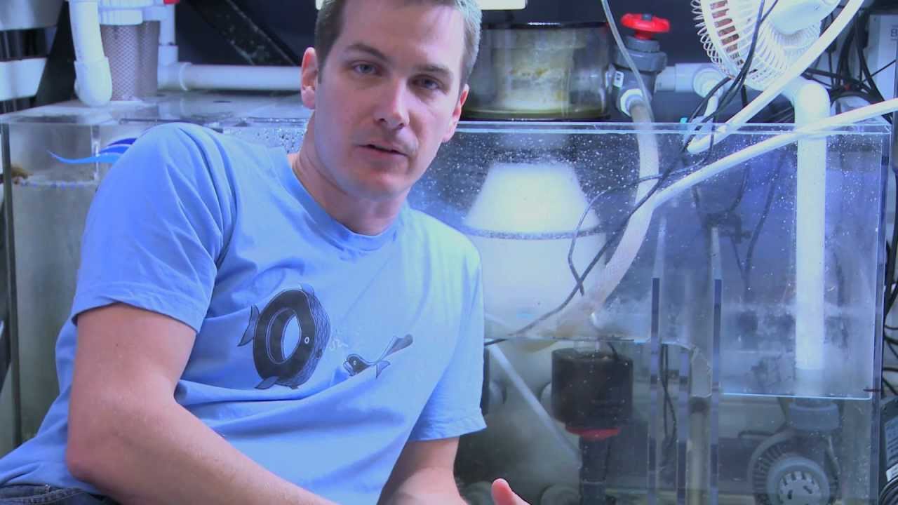 saltwater sushi & burger 7 Months With The Hydor Performer 2005 Recirculating Skimmer