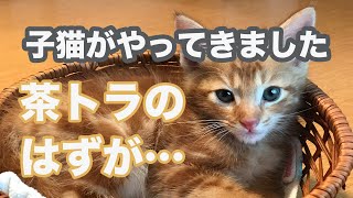 猫のトラ子猫がやってきました　茶トラのはずが…