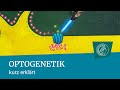 Optogenetik | kurz erklärt | Nervenzellen &amp; Muskeln mit Licht an- und ausschalten