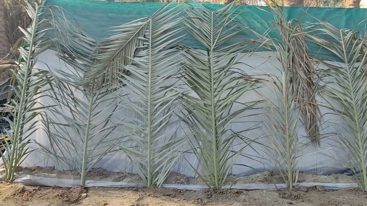 افضل تغطيه للاقلام وحمايتها معلومات مهمه