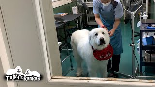 シャンプー後のリボンをアランにすぐに取られてしまったルンルンです　Great Pyrenees　グレートピレニーズ