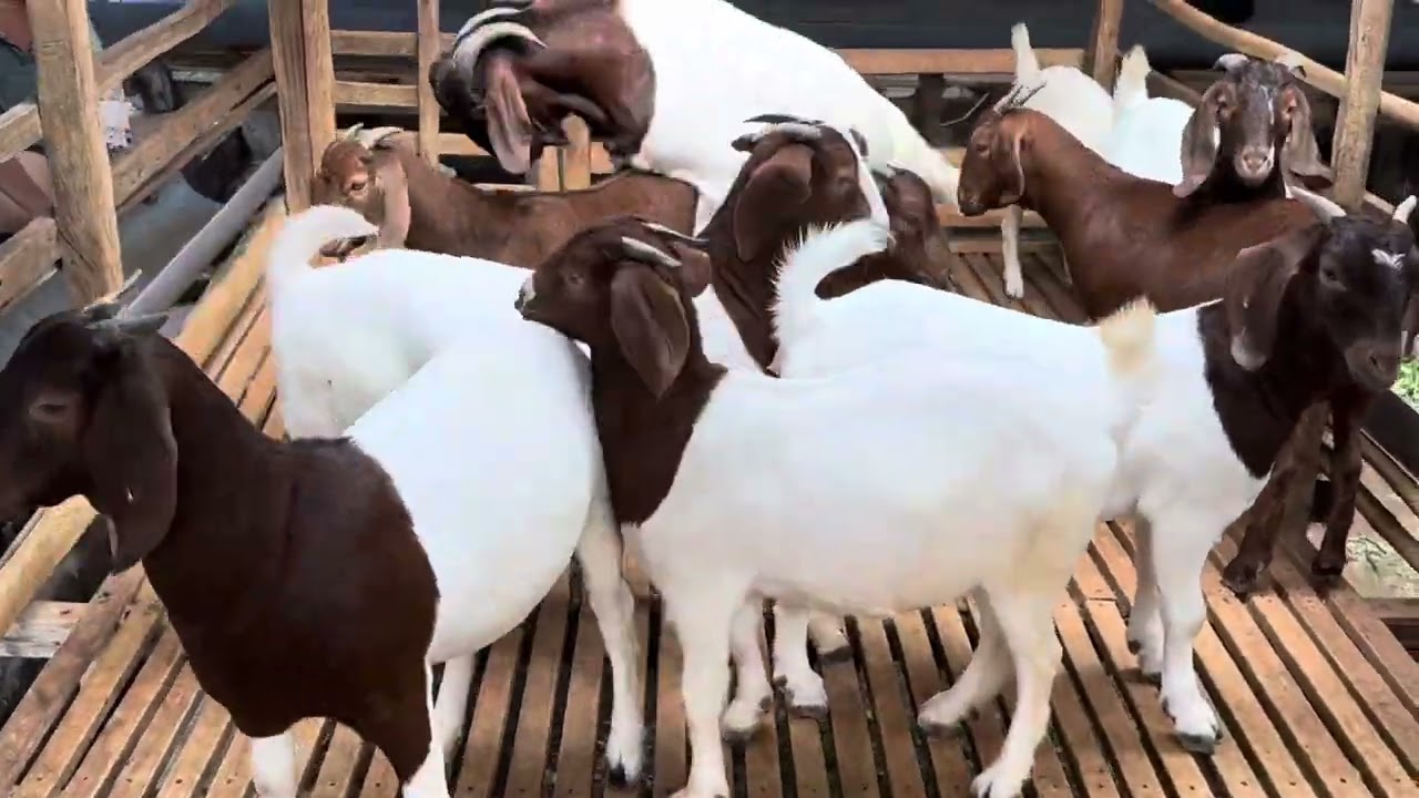 Ace xem tham khảo nhé.0352019479, Lang My trai Dê .28/04/2024.