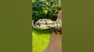 2024 1.0 Jungle Carpet Python with Palmerston Influence‼️