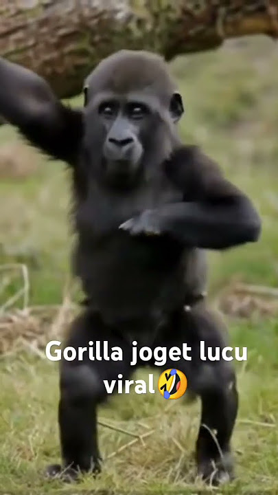 gorilla joget lucu viral #fypシ゚viral #kreator #hiburan #comedy #funny