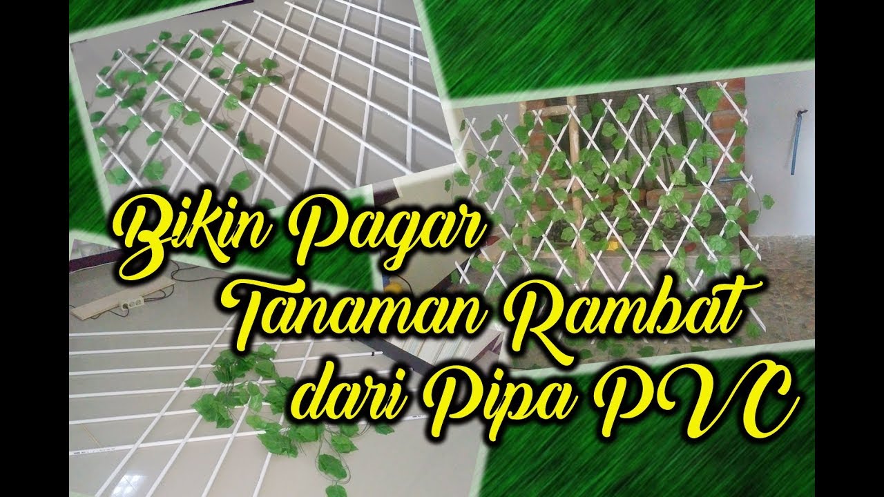 Bikin Pagar Tanaman Rambat dari Pipa PVC
