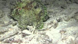 Lophiocharon lithinostomus Green Frogfish 1