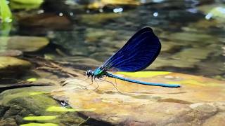 Relax Take A 4 Minute Break With River Animals