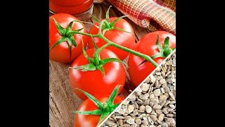 Recoltarea semințelor de roșii- metoda simplă și eficientă