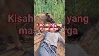 #dog #Dogstory #LoyalDogStory #Affection