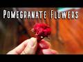 POMEGRANATES A Fruit That Is Celebrated In Turkey And How To Use The Flowers 