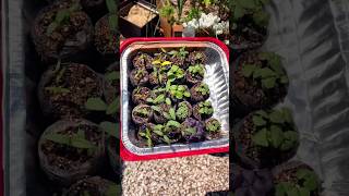 Starting Seeds &amp; Seedling Update🌱🪴🍅🫑 #growagarden #gardening #growfood #homegrown