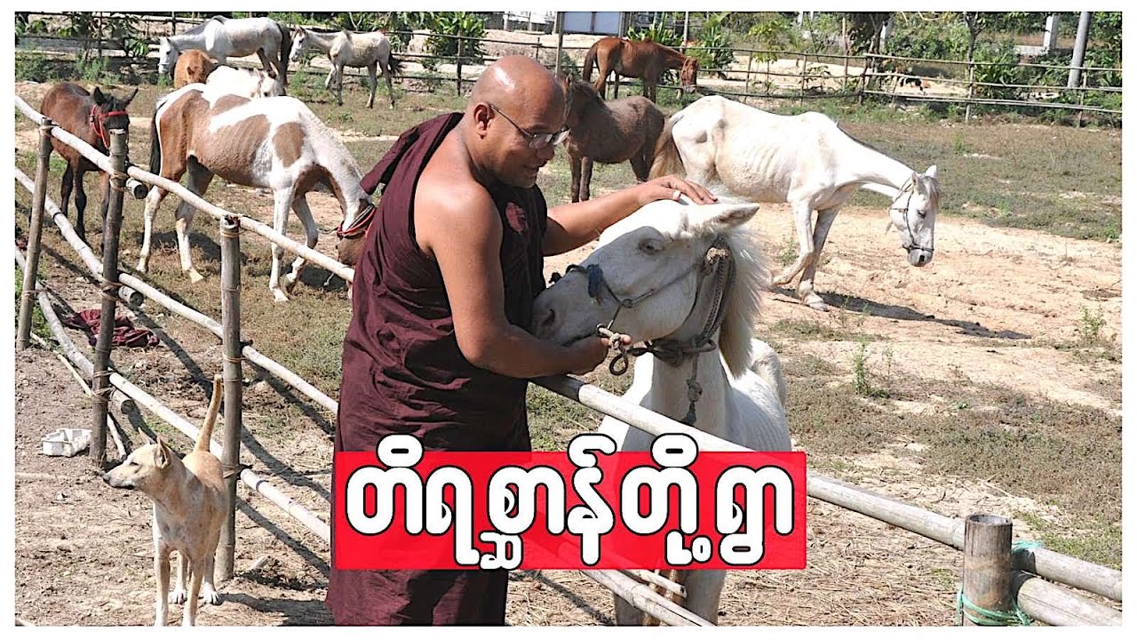 တိရစ္ဆာန်တို့ရွာ (သို့မဟုတ်) မေတ္တာလွှမ်းတဲ့ ဘေးမဲ့ဂေဟာ