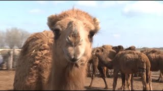 Как развивается верблюдоводство в Туркестанской области