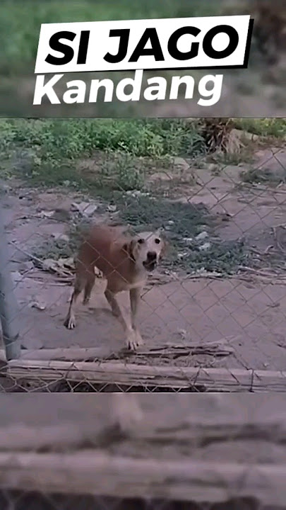 SI JAGO KANDANG || DI LUAR KANDANG CUPU #shorts #dog #videongakak #halmenarik #memes