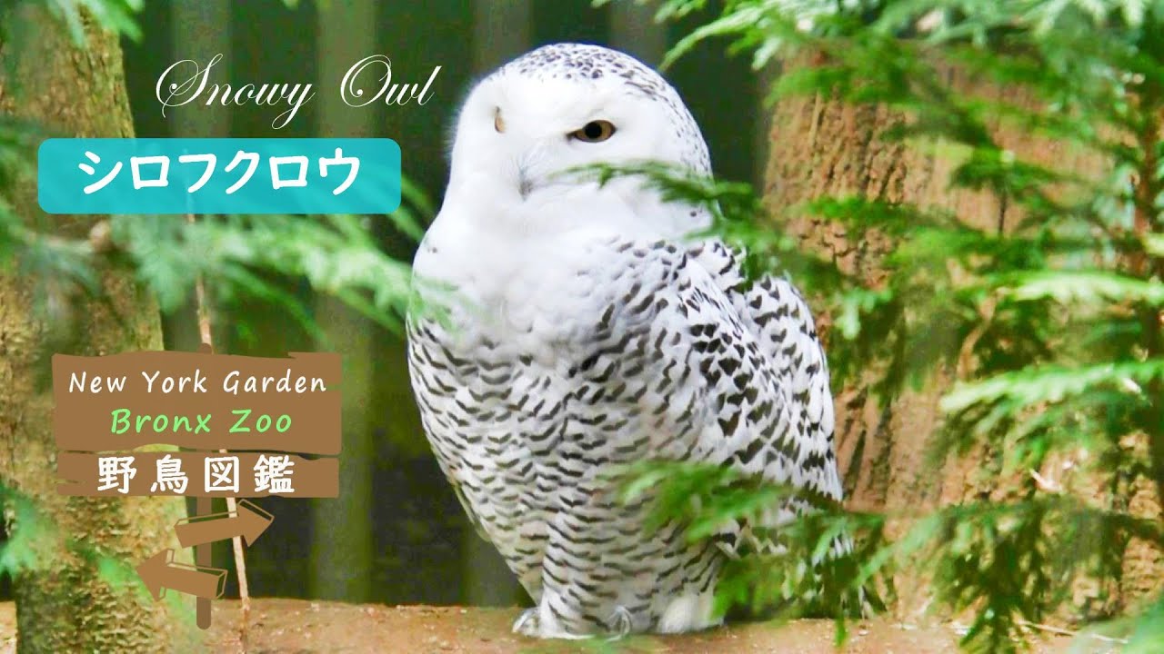 野鳥図鑑【Bronx Zoo】: Snowy Owl (シロフクロウ) - YouTube