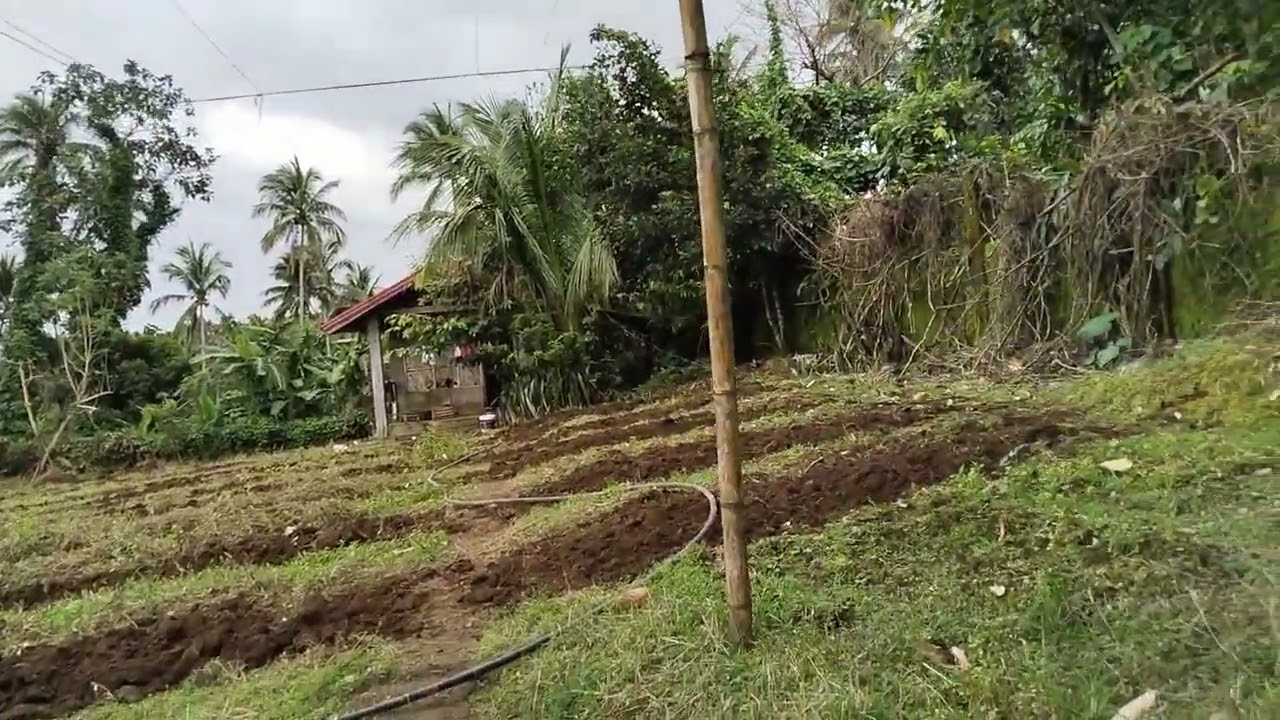 FARM LOT FOR SALE IN LILIW LAGUNA ( CLEAN TITLE‼️💯% ) 