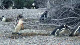 Nat Geo Channel   Animal Fight Night Homewrecking Penguin