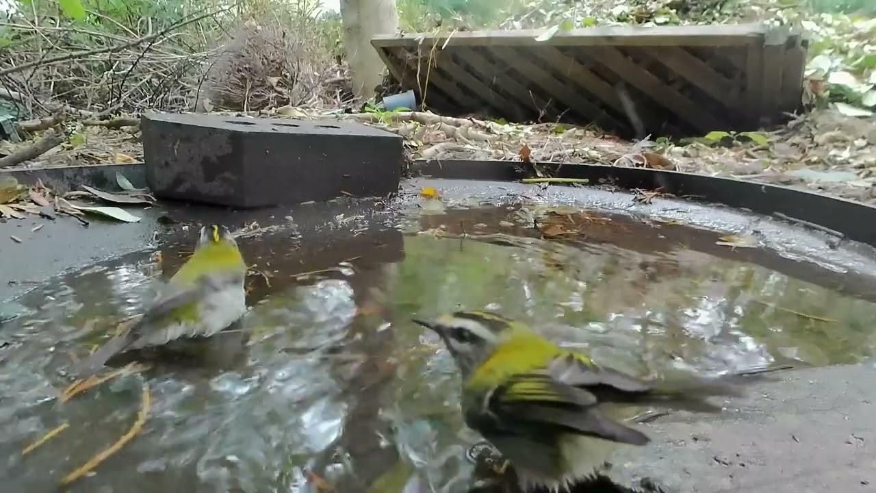 The Bin Lid Bird Bath - Firecrest