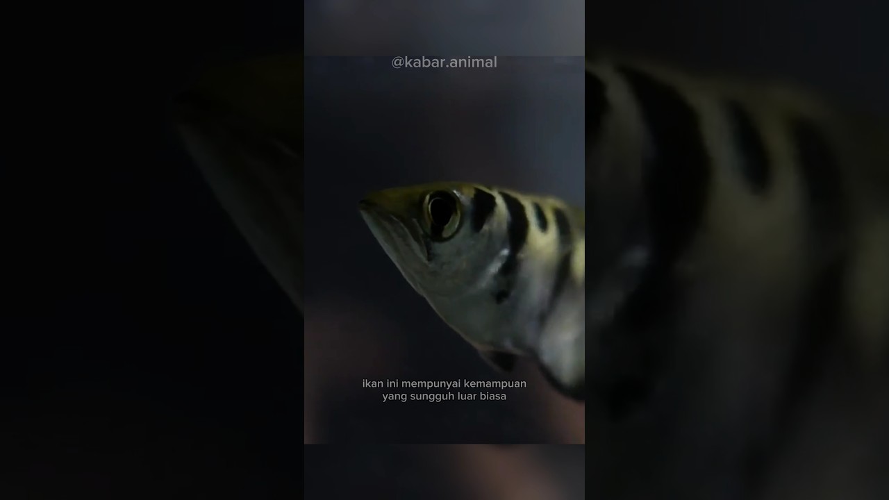 Ikan sumpit. sniper yang tak pernah gagal