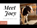 Meet our drop calf joey