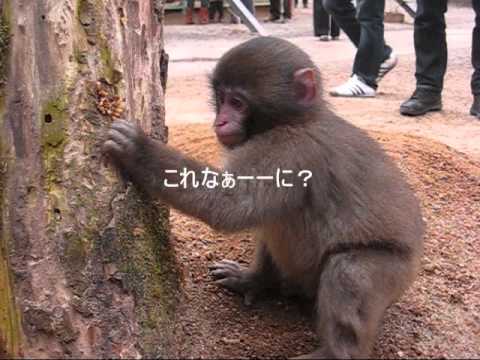 福知山動物園 みわちゃんとうりぼうのお散歩 Youtube